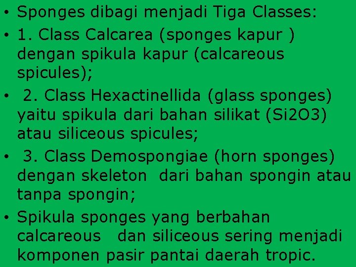  • Sponges dibagi menjadi Tiga Classes: • 1. Class Calcarea (sponges kapur )