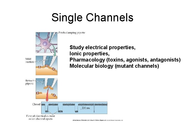 Single Channels Study electrical properties, Ionic properties, Pharmacology (toxins, agonists, antagonists) Molecular biology (mutant Single Channels Study electrical properties, Ionic properties, Pharmacology (toxins, agonists, antagonists) Molecular biology (mutant