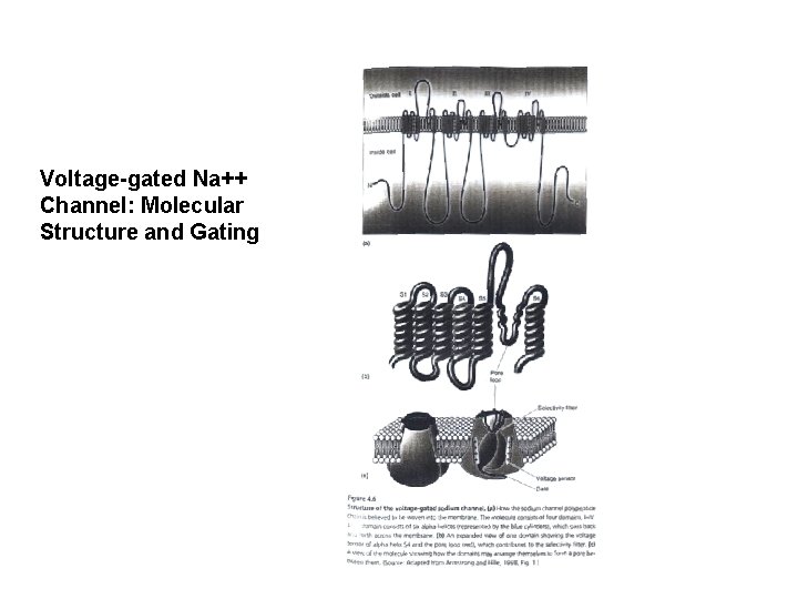 Voltage-gated Na++ Channel: Molecular Structure and Gating Voltage-gated Na++ Channel: Molecular Structure and Gating