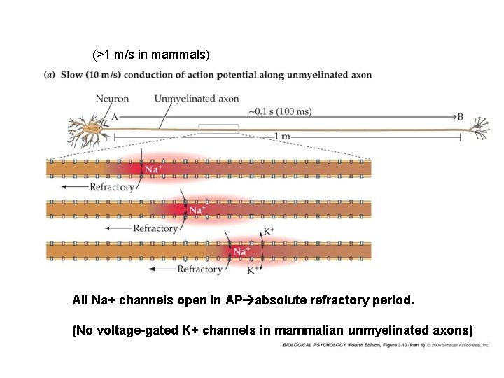 (>1 m/s in mammals) All Na+ channels open in AP absolute refractory period. (No (>1 m/s in mammals) All Na+ channels open in AP absolute refractory period. (No