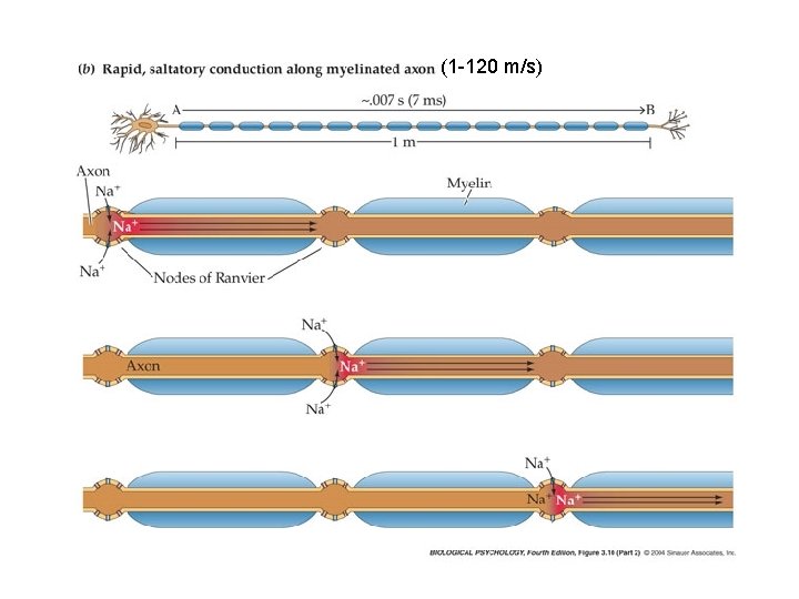 (1 -120 m/s) (1 -120 m/s)