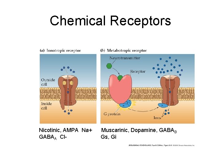 Chemical Receptors Nicotinic, AMPA Na+ GABAA Cl- Muscarinic, Dopamine, GABAB Gs, Gi Chemical Receptors Nicotinic, AMPA Na+ GABAA Cl- Muscarinic, Dopamine, GABAB Gs, Gi