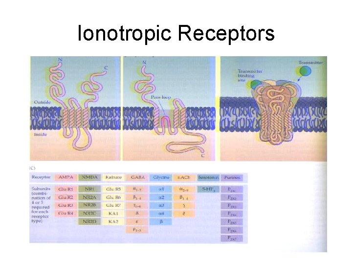 Ionotropic Receptors Ionotropic Receptors