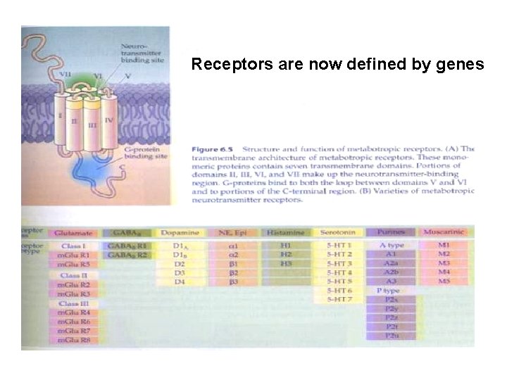 Receptors are now defined by genes Receptors are now defined by genes