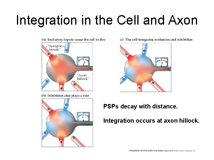 Integration in the Cell and Axon PSPs decay with distance. Integration occurs at axon Integration in the Cell and Axon PSPs decay with distance. Integration occurs at axon