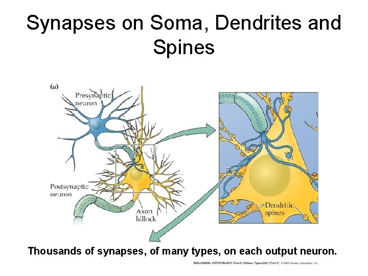 Synapses on Soma, Dendrites and Spines Thousands of synapses, of many types, on each Synapses on Soma, Dendrites and Spines Thousands of synapses, of many types, on each