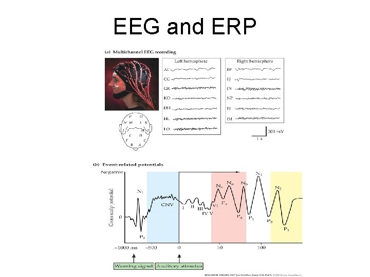 EEG and ERP EEG and ERP