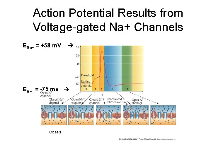 Action Potential Results from Voltage-gated Na+ Channels ENa+ = +58 m. V EK+ = Action Potential Results from Voltage-gated Na+ Channels ENa+ = +58 m. V EK+ =
