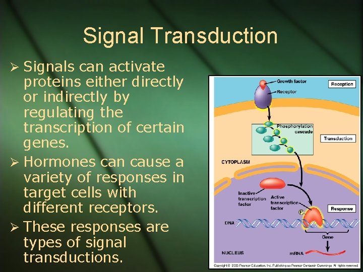 Signal Transduction Ø Signals can activate proteins either directly or indirectly by regulating the