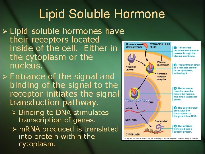 Lipid Soluble Hormone Ø Lipid soluble hormones have their receptors located inside of the
