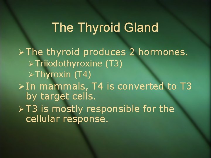 The Thyroid Gland Ø The thyroid produces 2 hormones. Ø Triiodothyroxine (T 3) Ø