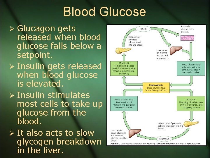 Blood Glucose Ø Glucagon gets released when blood glucose falls below a setpoint. Ø