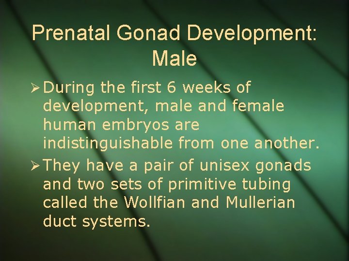 Prenatal Gonad Development: Male Ø During the first 6 weeks of development, male and