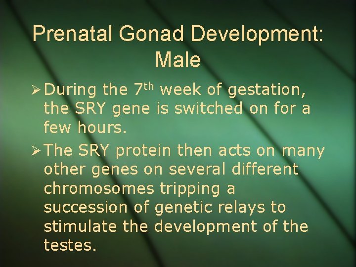 Prenatal Gonad Development: Male Ø During the 7 th week of gestation, the SRY