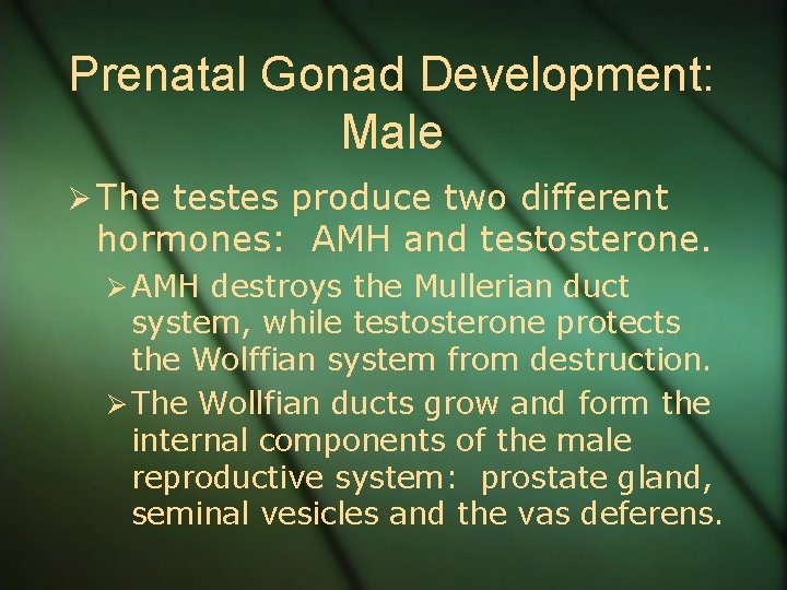 Prenatal Gonad Development: Male Ø The testes produce two different hormones: AMH and testosterone.