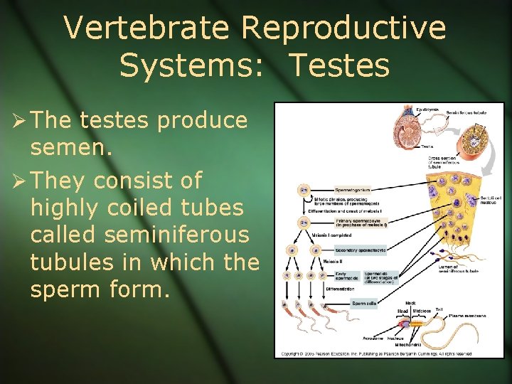 Vertebrate Reproductive Systems: Testes Ø The testes produce semen. Ø They consist of highly