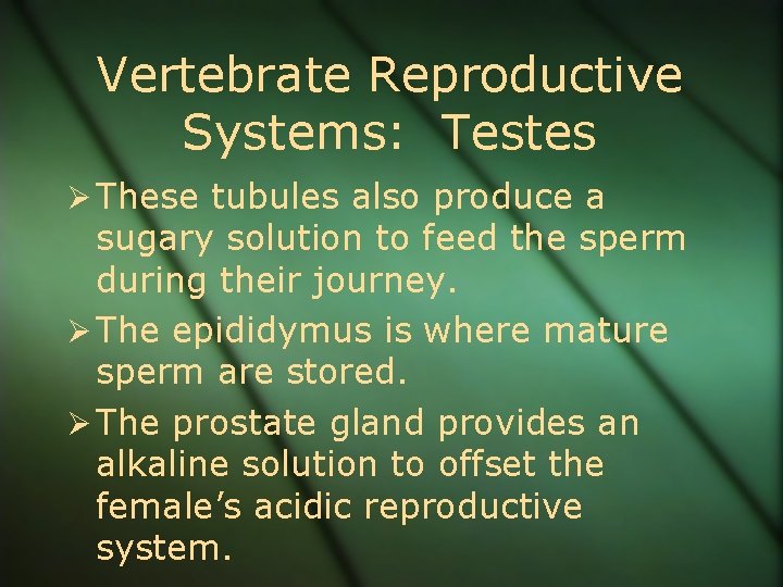 Vertebrate Reproductive Systems: Testes Ø These tubules also produce a sugary solution to feed