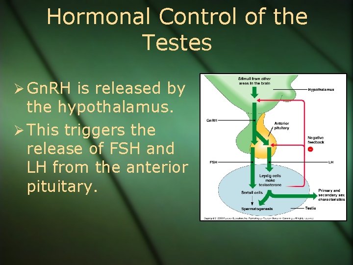 Hormonal Control of the Testes Ø Gn. RH is released by the hypothalamus. Ø
