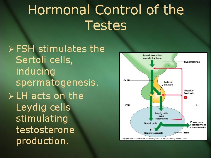 Hormonal Control of the Testes Ø FSH stimulates the Sertoli cells, inducing spermatogenesis. Ø