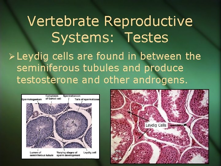 Vertebrate Reproductive Systems: Testes Ø Leydig cells are found in between the seminiferous tubules