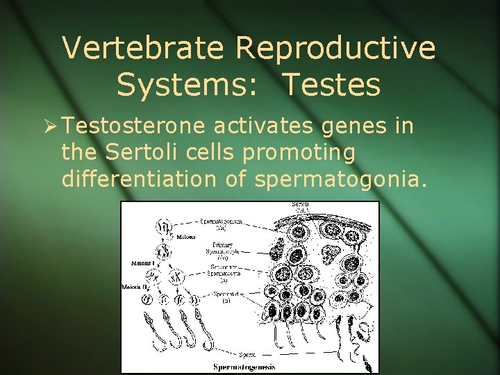 Vertebrate Reproductive Systems: Testes Ø Testosterone activates genes in the Sertoli cells promoting differentiation