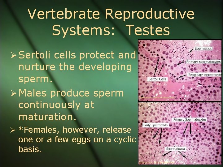 Vertebrate Reproductive Systems: Testes Ø Sertoli cells protect and nurture the developing sperm. Ø