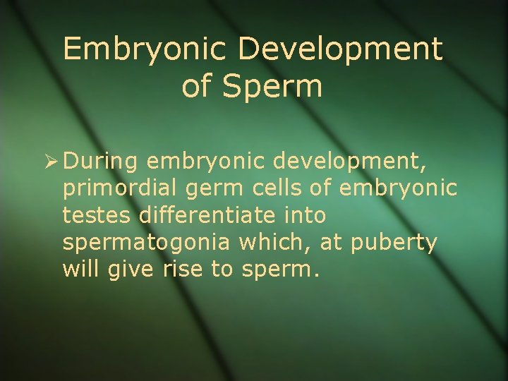 Embryonic Development of Sperm Ø During embryonic development, primordial germ cells of embryonic testes