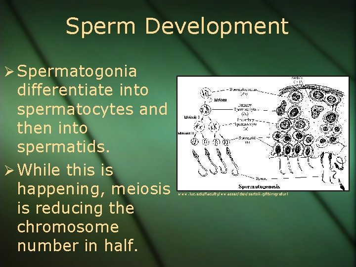 Sperm Development Ø Spermatogonia differentiate into spermatocytes and then into spermatids. Ø While this