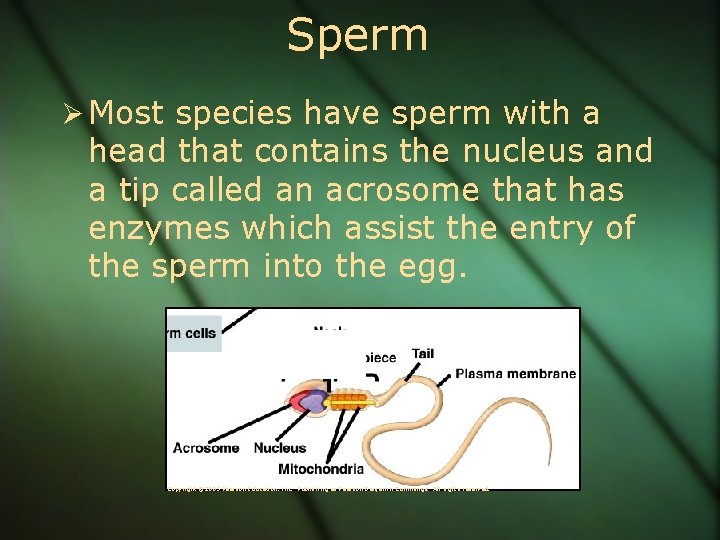 Sperm Ø Most species have sperm with a head that contains the nucleus and