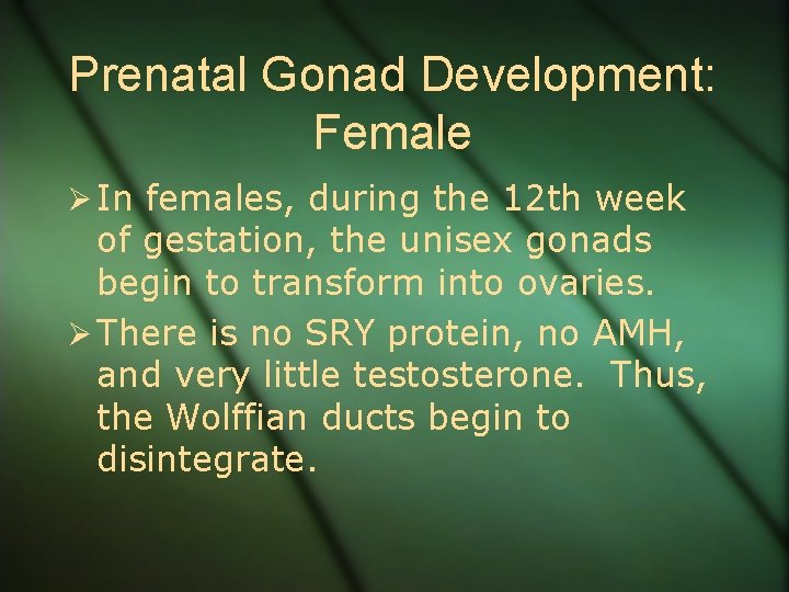 Prenatal Gonad Development: Female Ø In females, during the 12 th week of gestation,