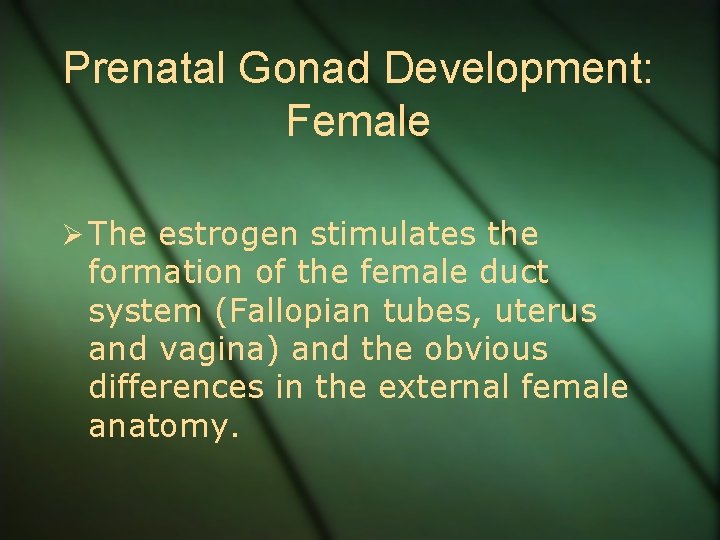 Prenatal Gonad Development: Female Ø The estrogen stimulates the formation of the female duct