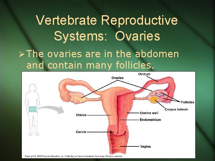 Vertebrate Reproductive Systems: Ovaries Ø The ovaries are in the abdomen and contain many