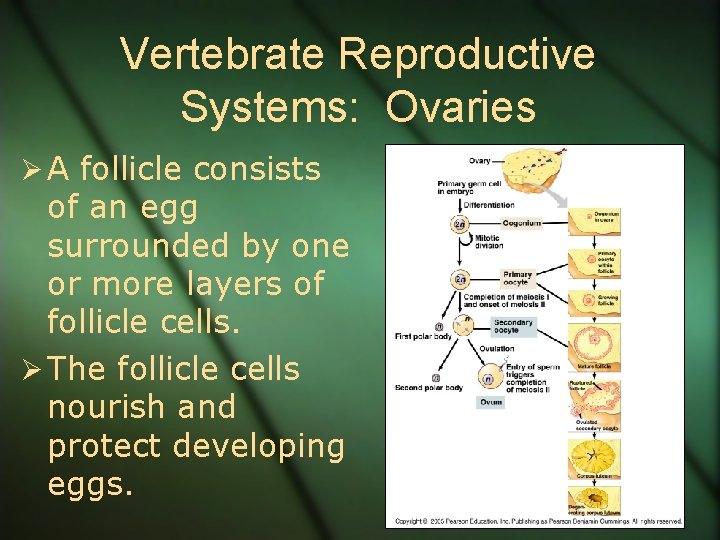 Vertebrate Reproductive Systems: Ovaries Ø A follicle consists of an egg surrounded by one