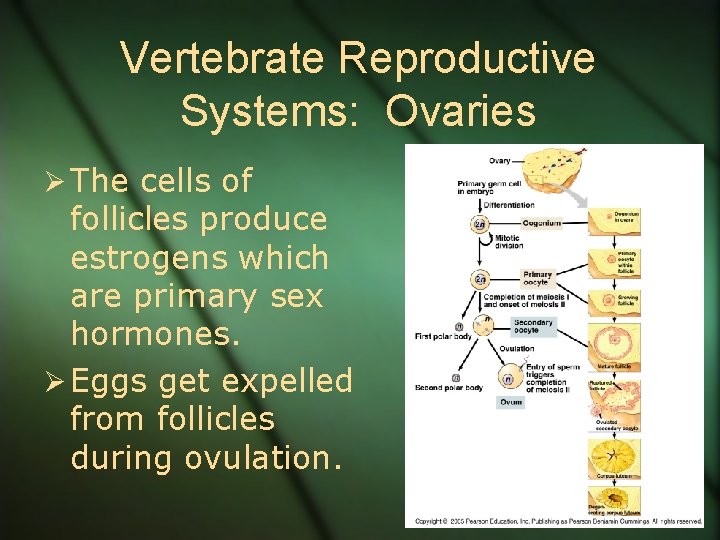 Vertebrate Reproductive Systems: Ovaries Ø The cells of follicles produce estrogens which are primary