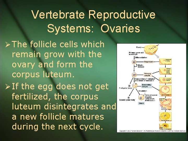 Vertebrate Reproductive Systems: Ovaries Ø The follicle cells which remain grow with the ovary