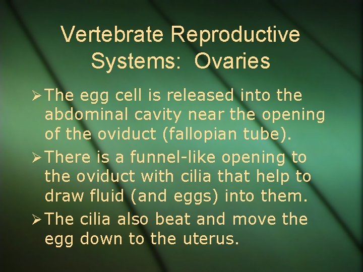 Vertebrate Reproductive Systems: Ovaries Ø The egg cell is released into the abdominal cavity