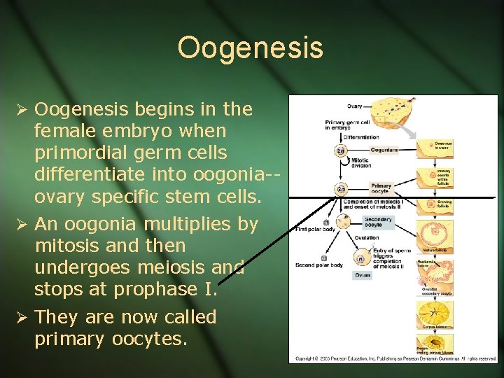 Oogenesis Ø Oogenesis begins in the female embryo when primordial germ cells differentiate into