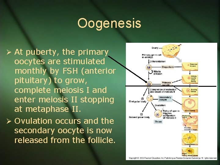 Oogenesis Ø At puberty, the primary oocytes are stimulated monthly by FSH (anterior pituitary)