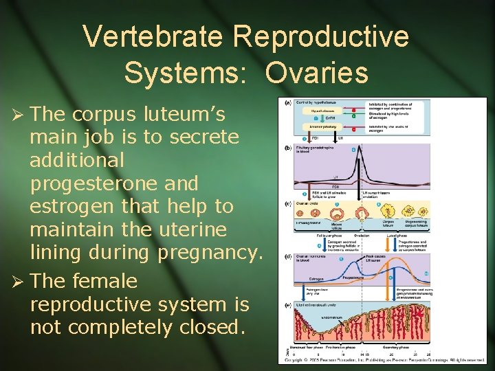 Vertebrate Reproductive Systems: Ovaries Ø The corpus luteum’s main job is to secrete additional