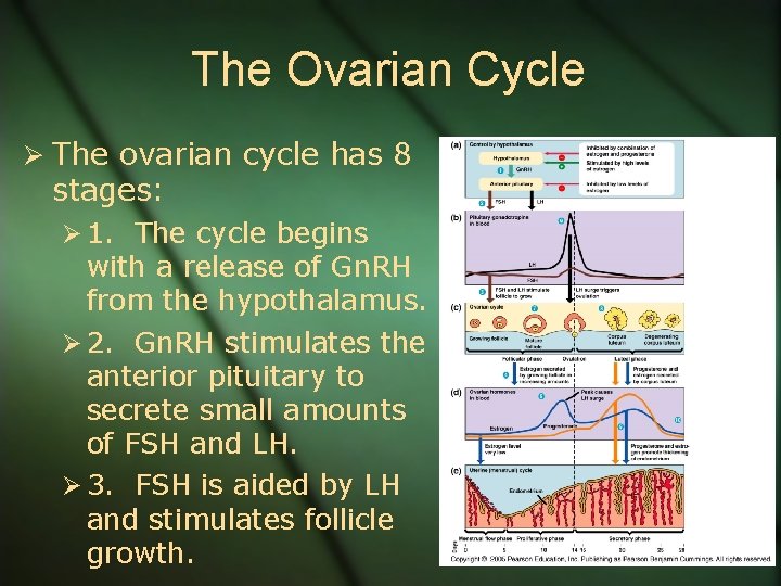 The Ovarian Cycle Ø The ovarian cycle has 8 stages: Ø 1. The cycle