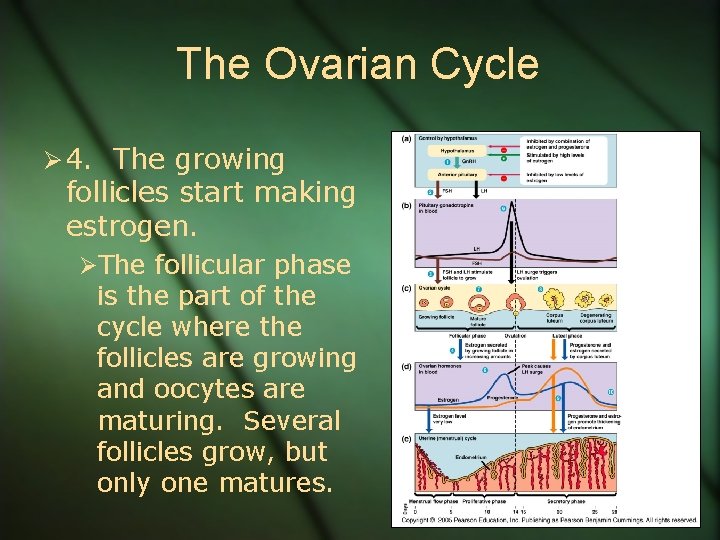 The Ovarian Cycle Ø 4. The growing follicles start making estrogen. ØThe follicular phase