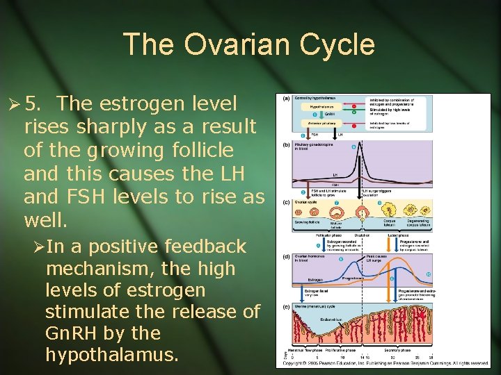 The Ovarian Cycle Ø 5. The estrogen level rises sharply as a result of