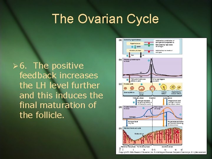 The Ovarian Cycle Ø 6. The positive feedback increases the LH level further and