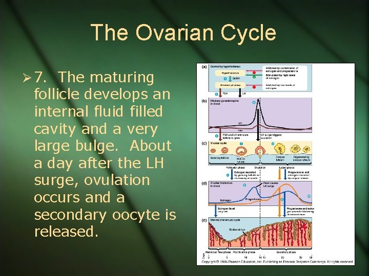 The Ovarian Cycle Ø 7. The maturing follicle develops an internal fluid filled cavity