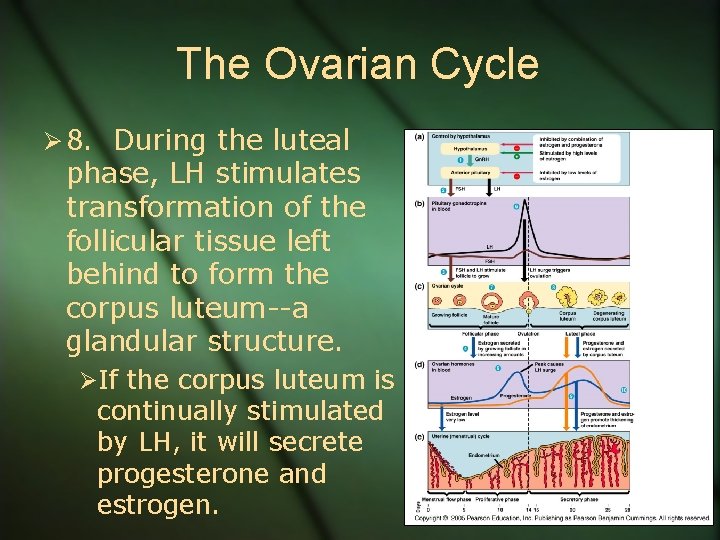 The Ovarian Cycle Ø 8. During the luteal phase, LH stimulates transformation of the