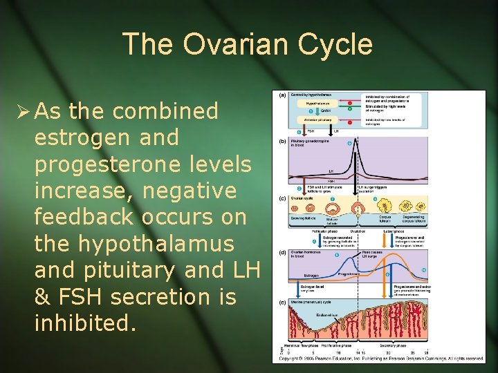 The Ovarian Cycle Ø As the combined estrogen and progesterone levels increase, negative feedback