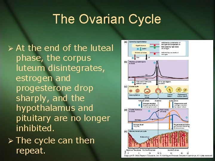 The Ovarian Cycle Ø At the end of the luteal phase, the corpus luteum