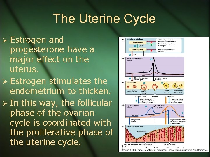The Uterine Cycle Ø Estrogen and progesterone have a major effect on the uterus.