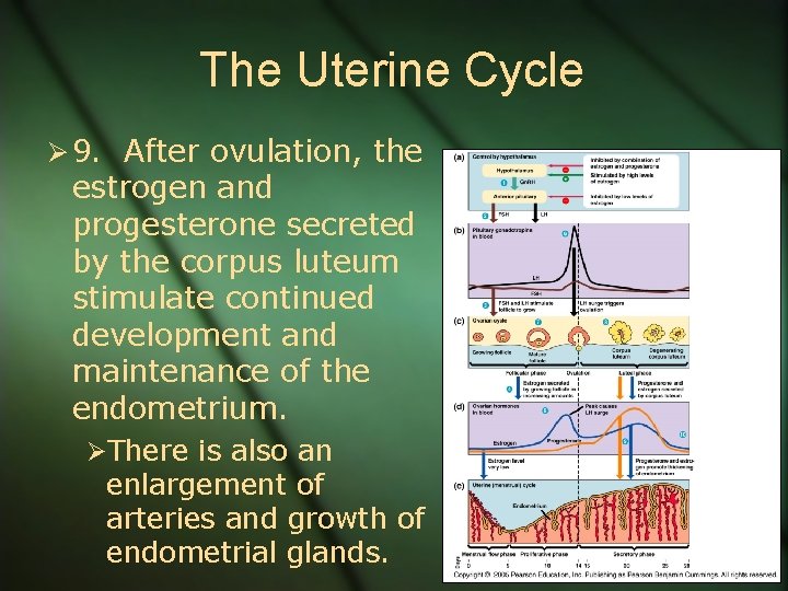 The Uterine Cycle Ø 9. After ovulation, the estrogen and progesterone secreted by the