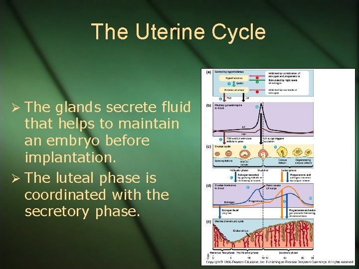 The Uterine Cycle Ø The glands secrete fluid that helps to maintain an embryo